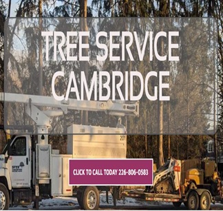 Tree Cutting Cambridge